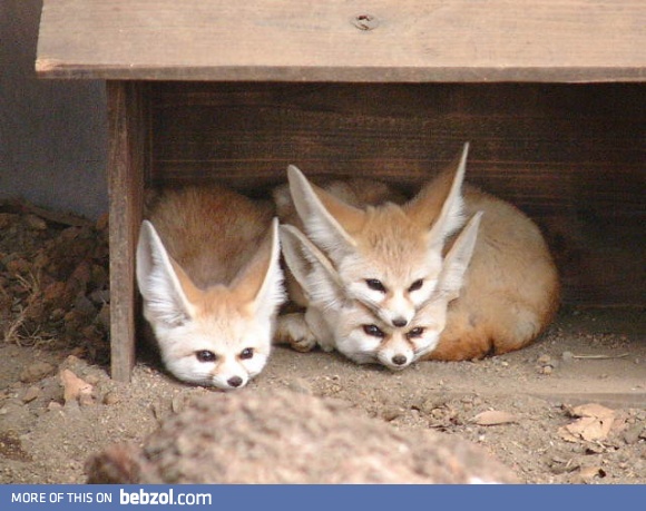 Baby Foxes