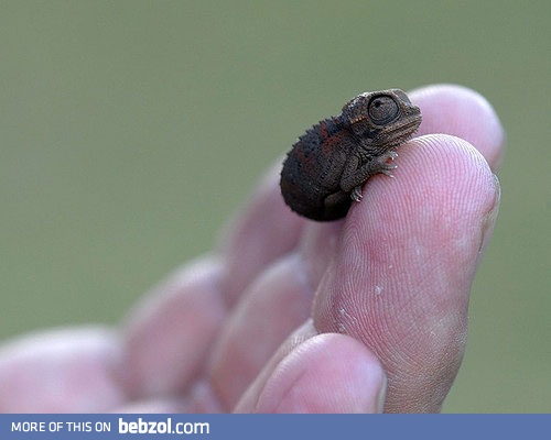 A baby chameleon  