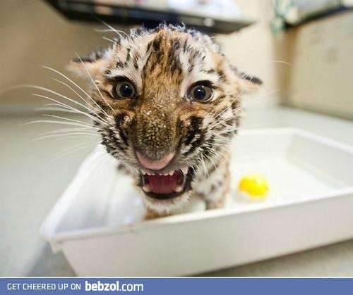 Angry tiger baby