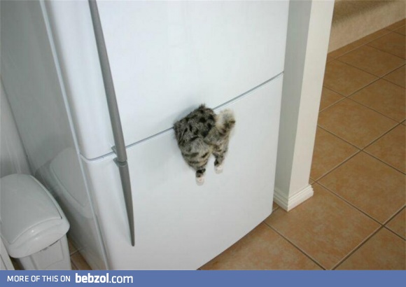 Cat Refridgerator Magnet  