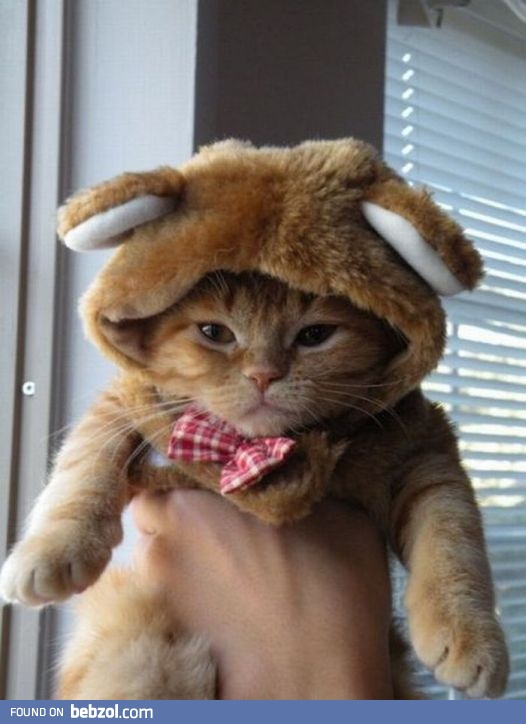 Cat dress-up