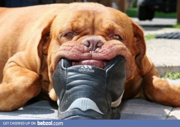 I luv to munch your shoes