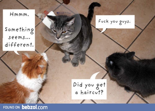 Did you get a haircut?