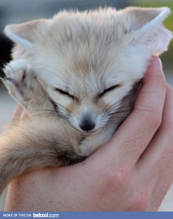 Fennec foxes can be a real handful