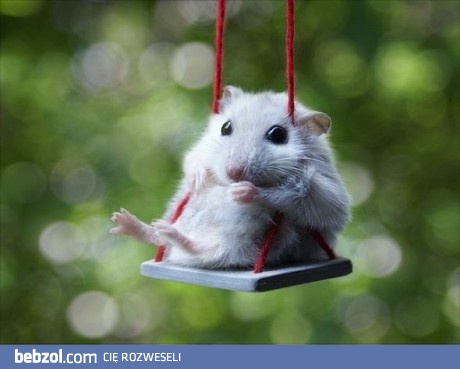 Chomiczek na huśtawce