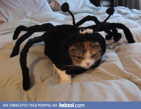 Kot - pająk 