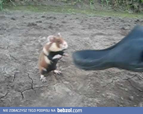 Rosyjski chomik bojowy