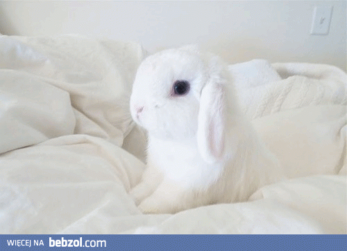 Króliczek 