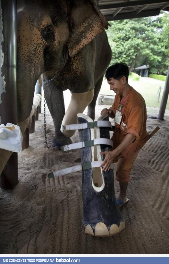 Zwierzęta też potrzebują naszej pomocy i zrozumienia! 