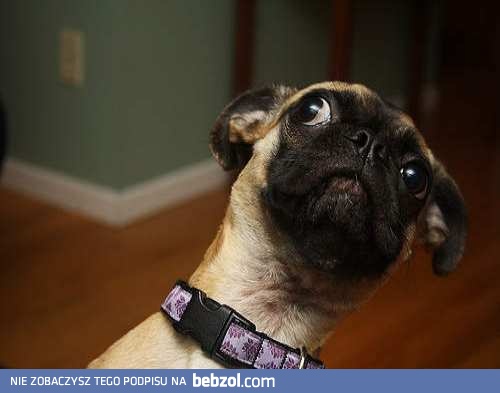 Coś Ty powiedział?! 