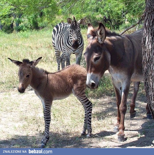 Tak się kończy mieszanie...