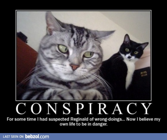 Conspiracy Cat