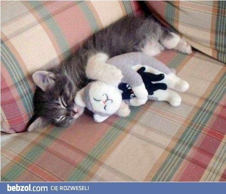 Kociak i jego maskotki