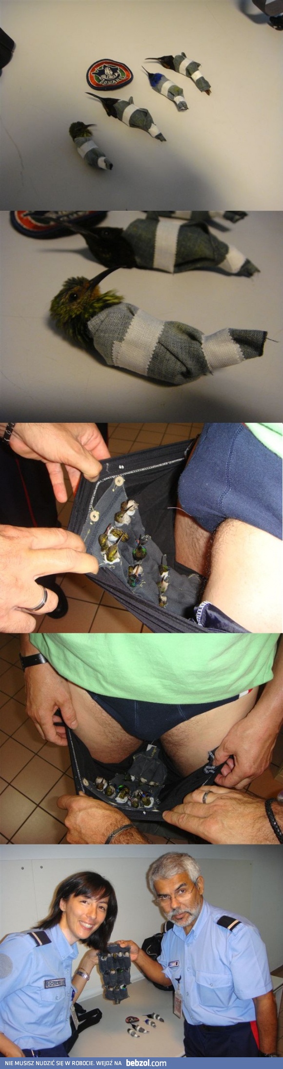 Nietypowa metoda przemycania kolibrów