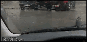 Ptaszek na szybie samochodu