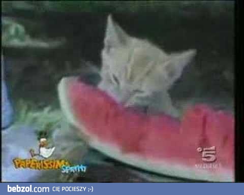 Bardzo śmieszne koty