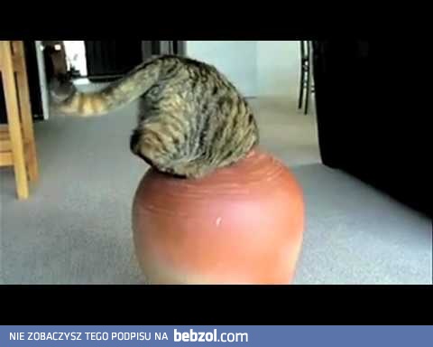 Rozrabiające kocurki