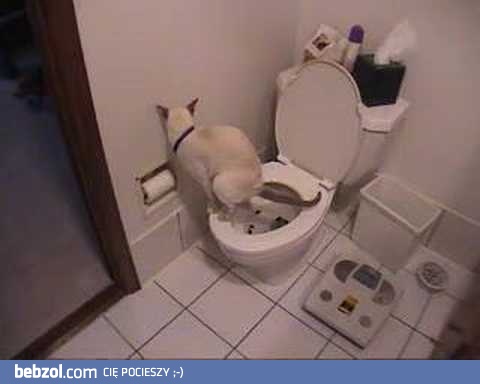 Kot w toalecie