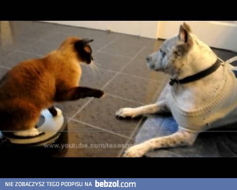 Pit bull dostał w nos od kota...