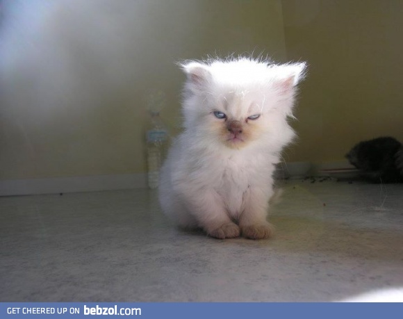 My kitty will eat your soul!