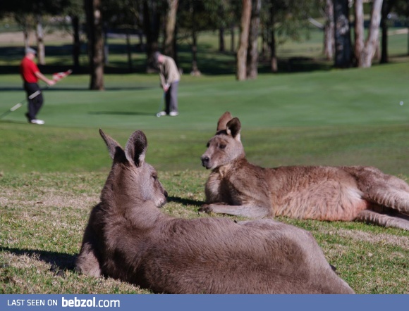 If you play golf in Australia, this is an everyday sight.