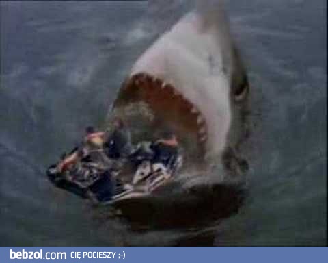 Prosto w paszczę rekina..!