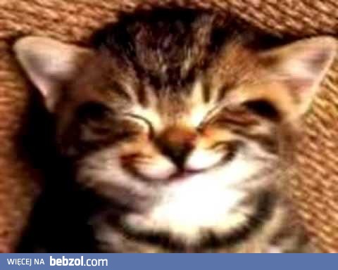 Kot śpiewa piosenkę urodzinową