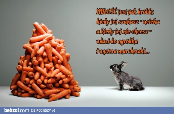 Miłość jest jak królik...