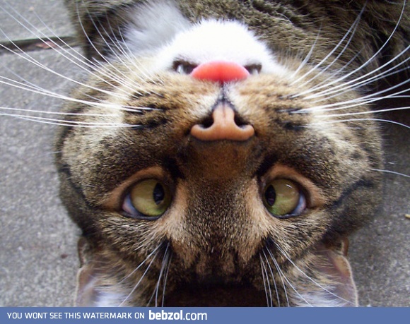 Can you see the angry bunny?