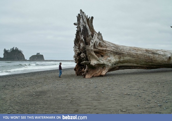 Driftwood, La Push Beach, Washington - Redwood or Sequoia