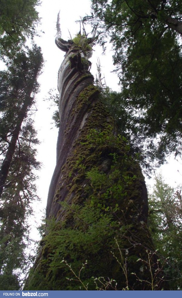 A tree that Sauron probably could have designed