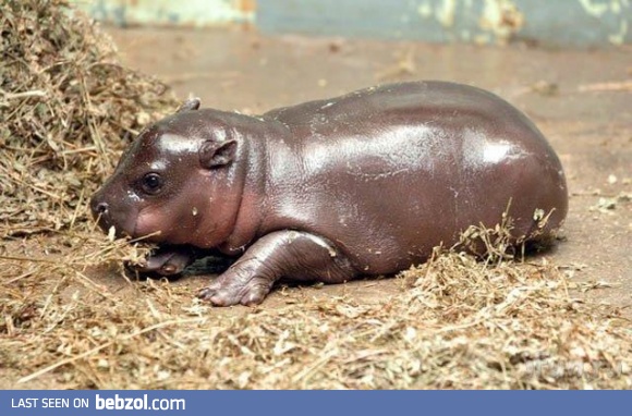 This is what a baby hippo looks like