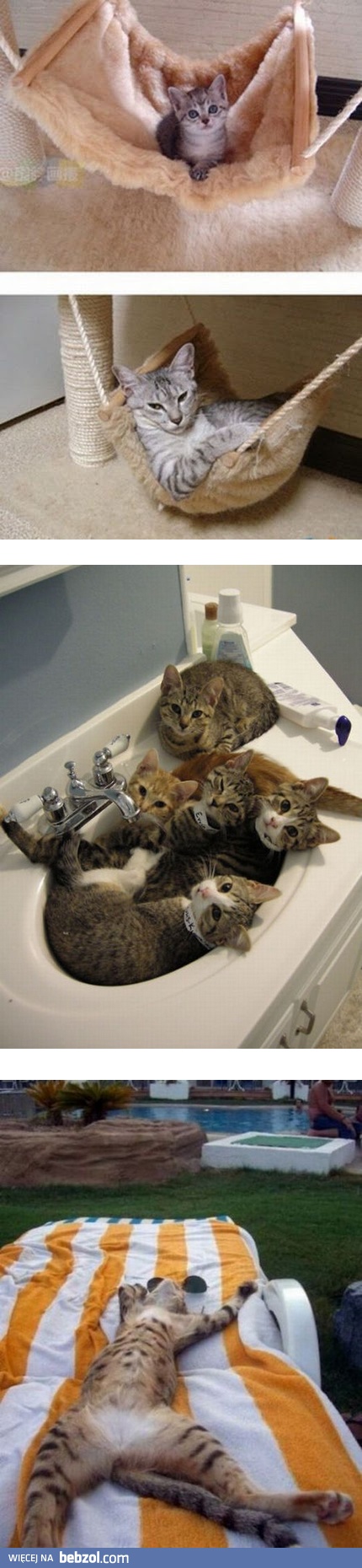 Koty w różnych odsłonach