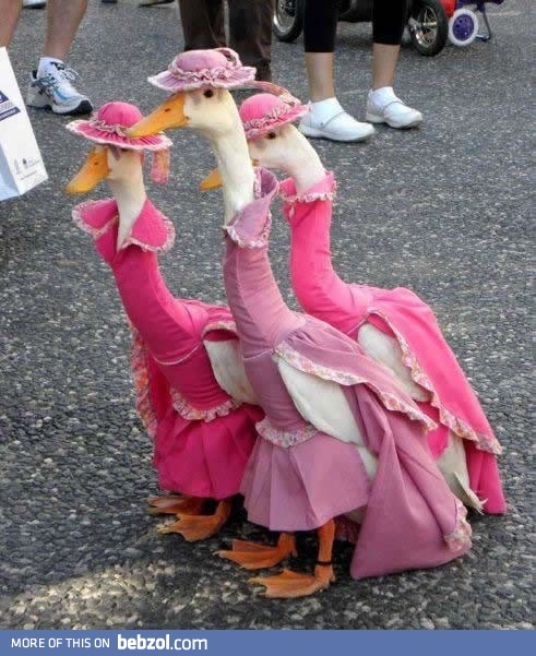 Just a couple of geese...