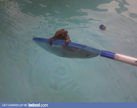 Saved a squirrel from drowning today