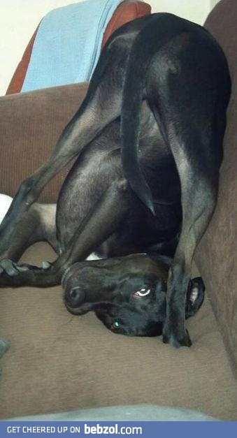 My dog is retarded but adorable.  