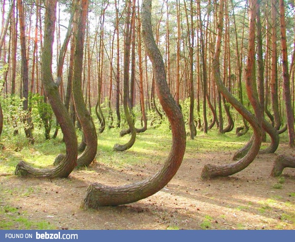 Crooked forest, poland