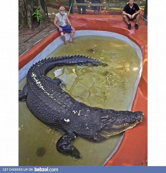 Weird guest at the pool