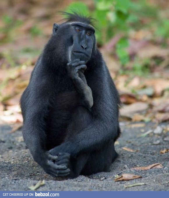 I'm just thinking...