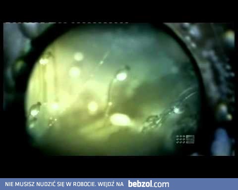 Najszybsze stworzenie na  Ziemii