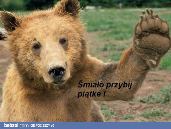 Koleżeński niedźwiedź