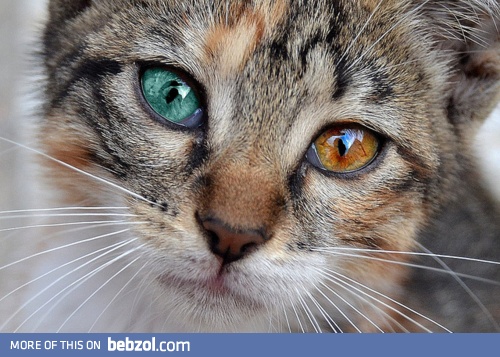 Beautiful abnormality