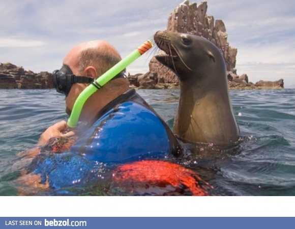 Seal trolling an unexpecting tourist...  