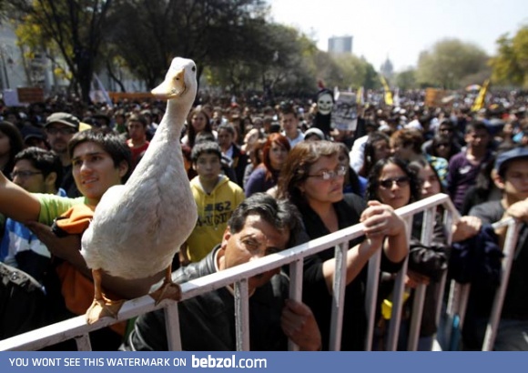 Protest duck