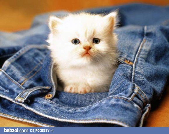 Zdezorientowany kociak