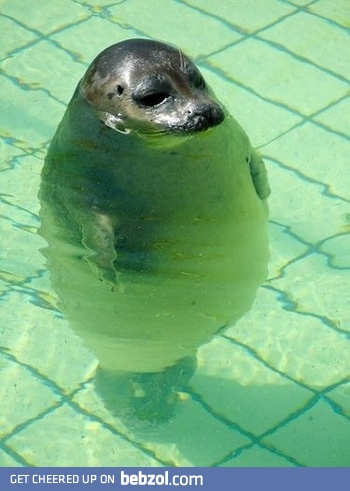 Standing in the pool makes me look funny