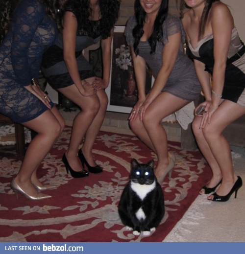 Ladies' Cat