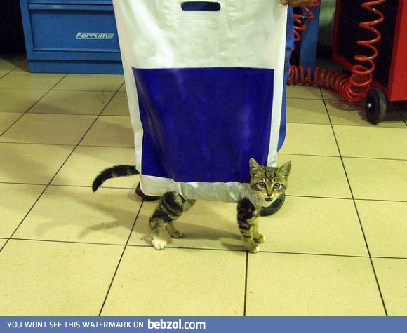 Bagofcat