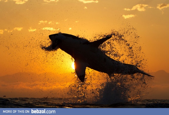 Shark in the Sunset  