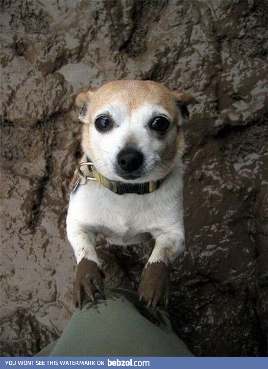 My dog always do that